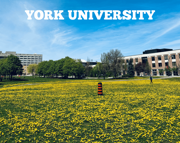 Bright field of yellow dandelions on York University campus, with buildings and green trees in the background. Clear blue sky above, and a lone person walking across the scene. 'YORK UNIVERSITY' text at the top.