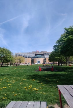 York University campus garden with lush green grass and bright yellow flowers.